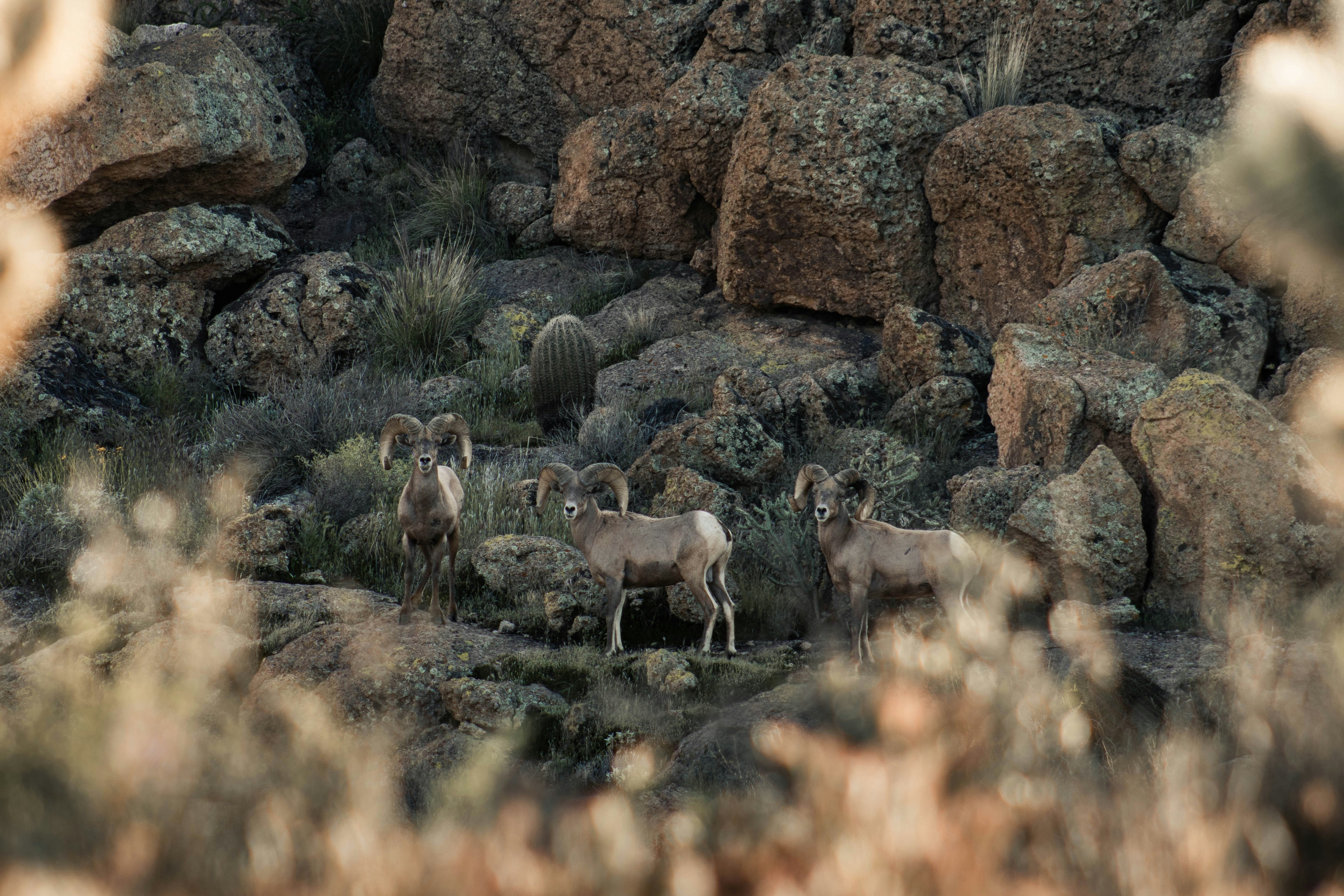 herd of sheep on brown rock during daytime